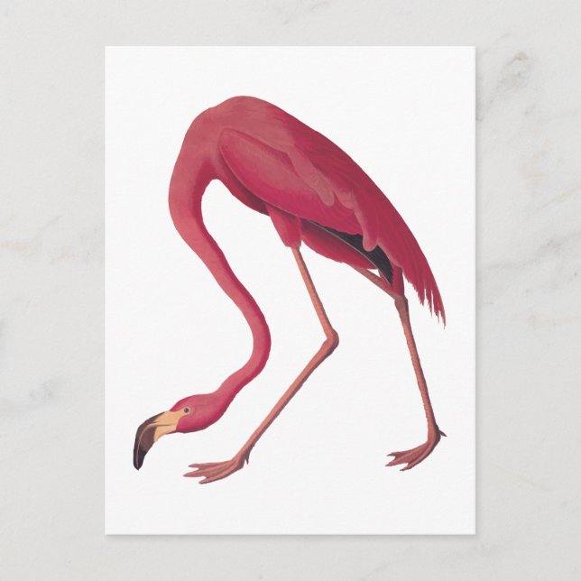 Carte Postale American Pink Flamant rose Art Vintage (Devant)