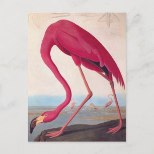 Carte Postale American Pink Flamant rose Audubon Vintage Bird Ar