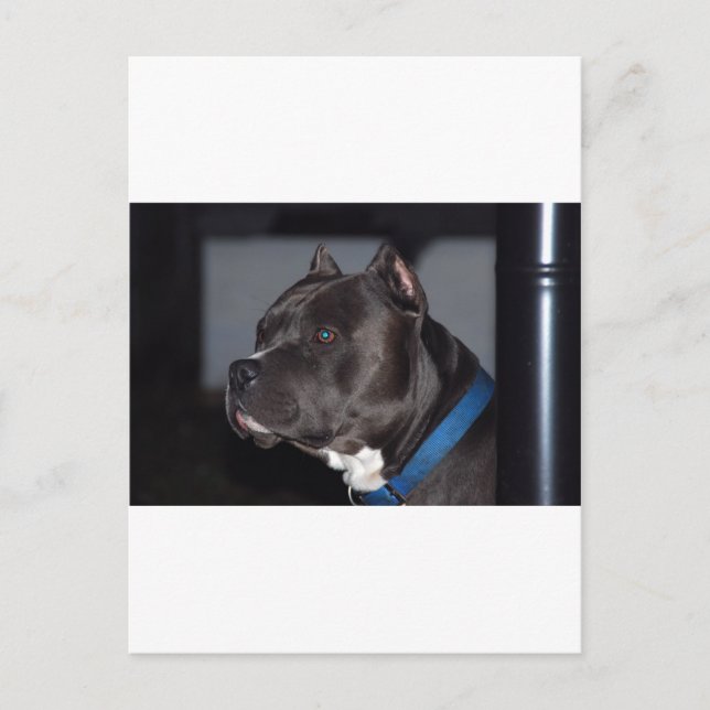 Carte Postale American Pit Bull Terrier (Devant)