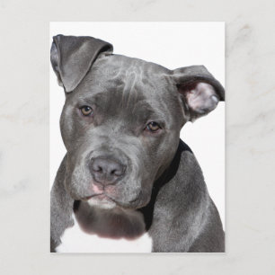 Carte Postale American Pit Bull Terrier