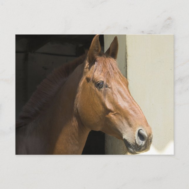 Carte postale American Quarter Horse (Devant)