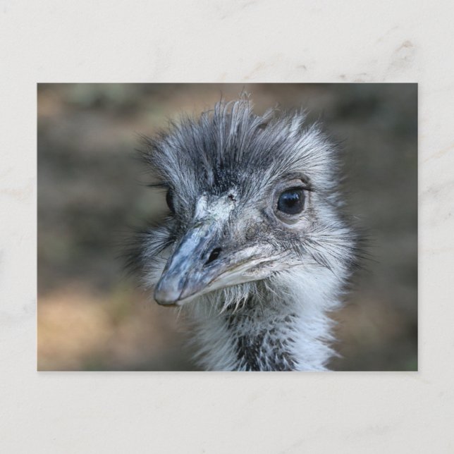 Carte Postale American Rhea Portrait (Devant)