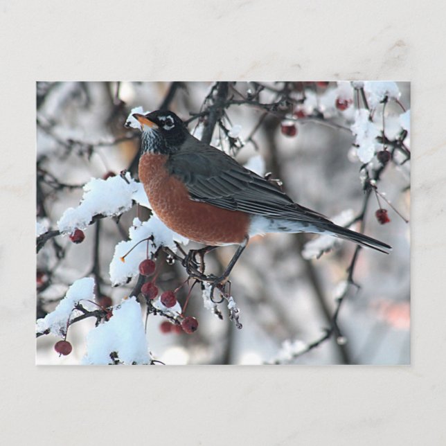 Carte Postale American robin (Devant)