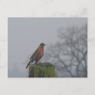 Carte postale American Robin