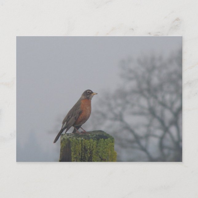 Carte postale American Robin (Devant)