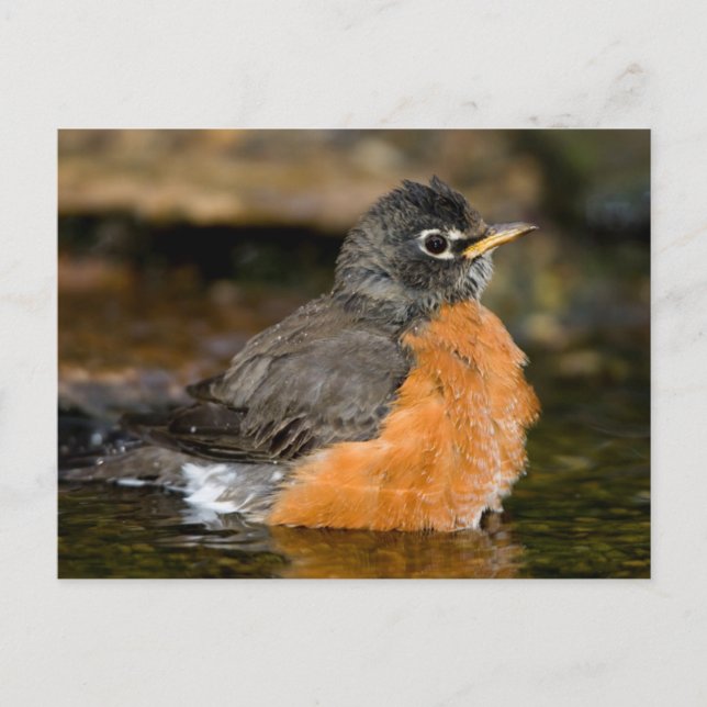 Carte Postale American Robin bain 2 (Devant)