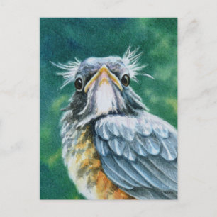 Carte Postale American Robin Bird Fledget Aquarelle Art