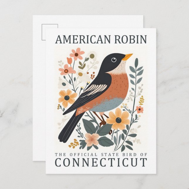 Carte Postale American Robin Bird of Connecticut USA Travel (Devant / Derrière)