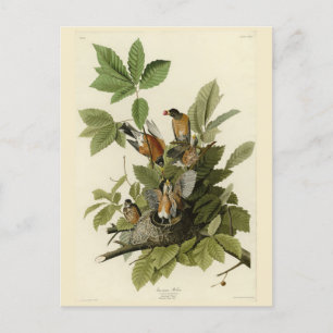 Carte Postale American Robin from Audubon's Birds of America