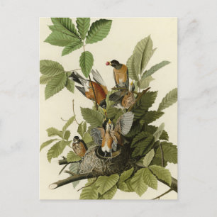 Carte Postale American Robin from Audubon's Birds of America