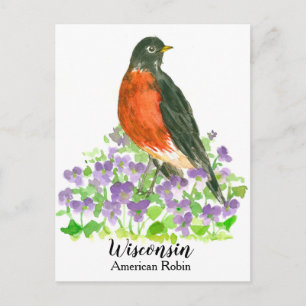 Carte Postale American Robin State Bird of Wisconsin