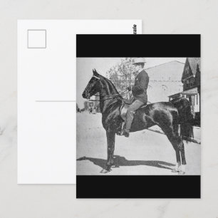Carte Postale American Saddlebred Horse - Vintage Show Photo