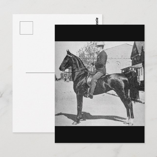 Carte Postale American Saddlebred Horse - Vintage Show Photo (Devant / Derrière)