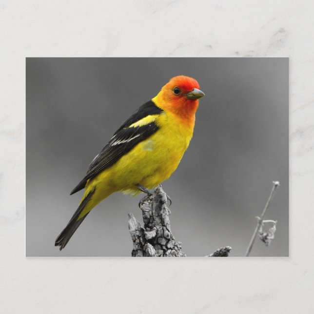 Carte Postale American Songbird Postcard (Devant)