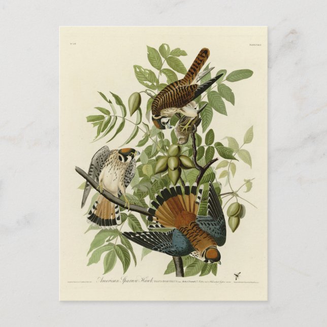 Carte Postale American Sparrow Hawk - Audubon's Birds of America (Devant)