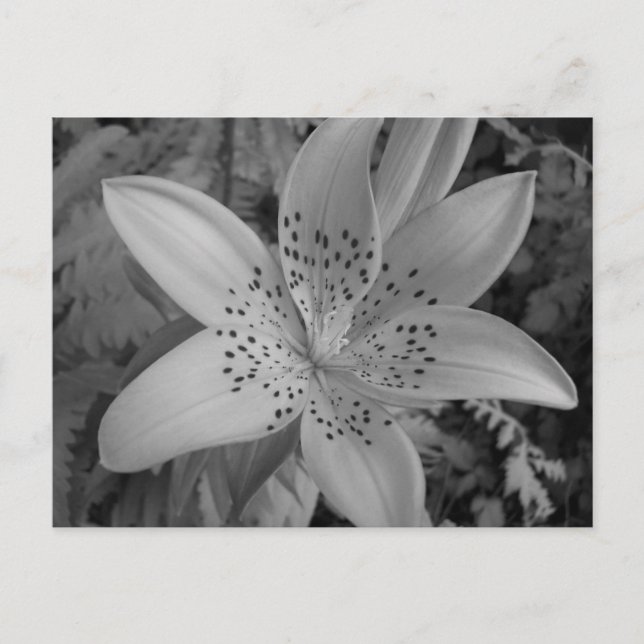 Carte Postale American Tiger Lily (Devant)