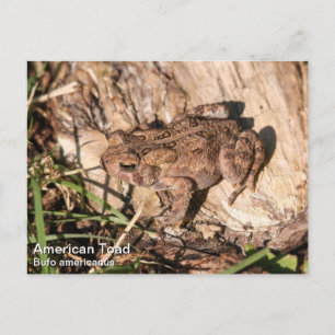 Carte Postale American Toad