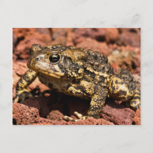Carte Postale American Toad