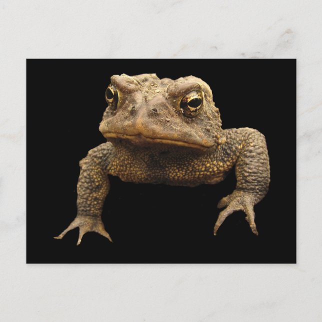 Carte Postale American Toad (Devant)