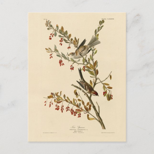Carte Postale American Tree Sparrow, les oiseaux d'Amérique d'Au (Devant)