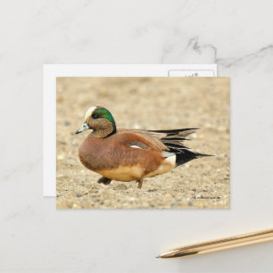 Carte Postale American Wigeon Duck Walking the Beach