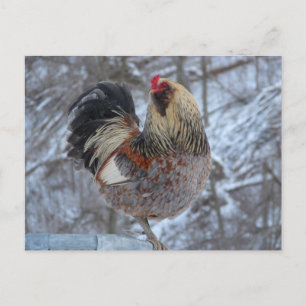 CARTE POSTALE AMÉRICANA ROOSTER DANS LES DONS D'HIVER