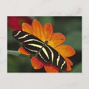 Carte Postale Amérique centrale, Costa Rica, Selva Verde