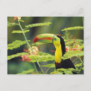 Carte Postale Amérique centrale, Honduras. Toucan à prix Keel