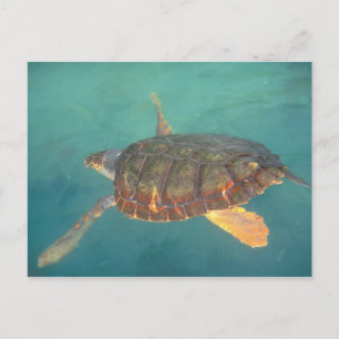 Carte Postale Amérique centrale, Panama, Bocas Del Torro