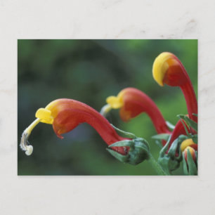 Carte Postale Amérique centrale, Panama, province de Chiriqui,