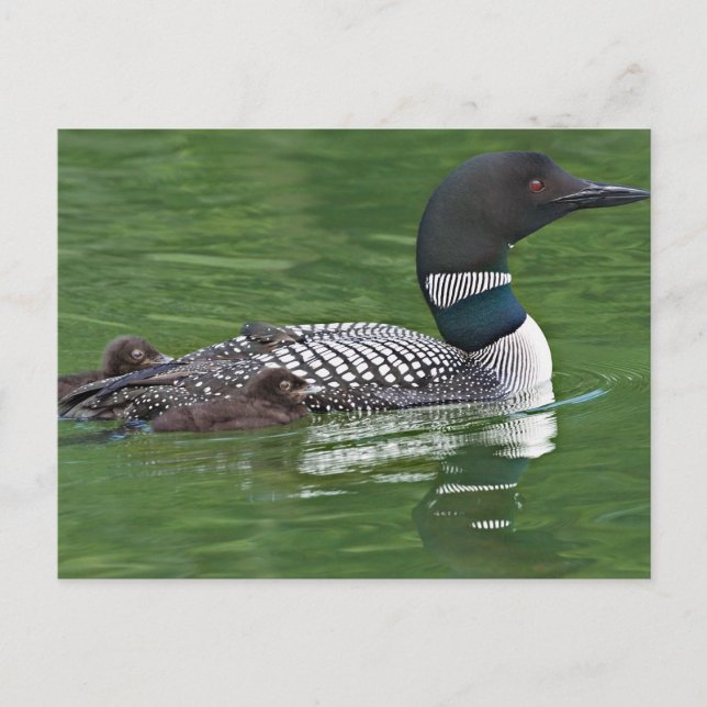 Carte Postale Amérique du Nord, Canada, Colombie-Britannique (Devant)