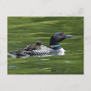 Carte Postale Amérique du Nord, Canada, Colombie-Britannique, La