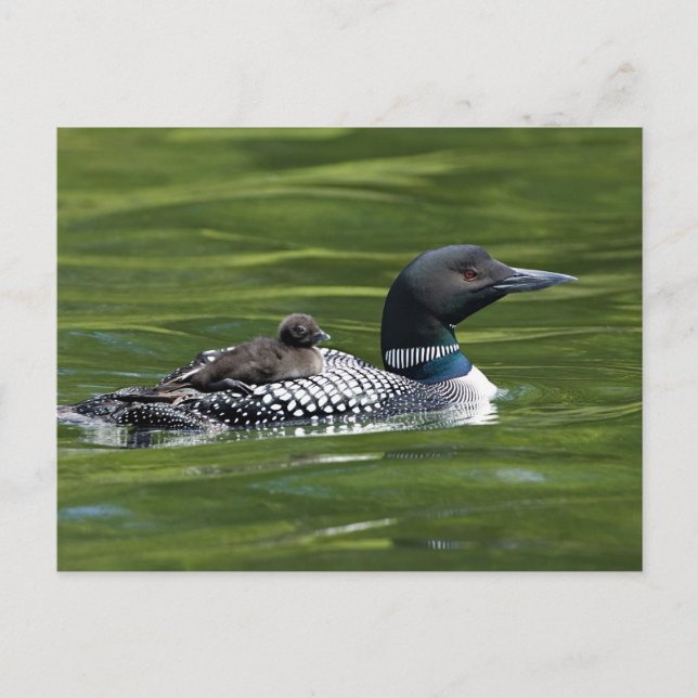 Carte Postale Amérique du Nord, Canada, Colombie-Britannique, La (Devant)