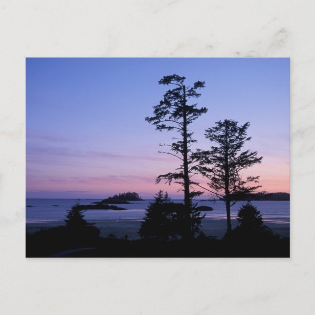 Carte Postale Amérique du Nord, Canada, île de Vancouver, arbres (Devant)