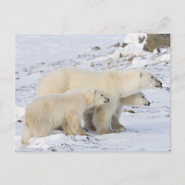 Carte Postale Amérique du Nord, Canada, Manitoba, Churchill (Devant)