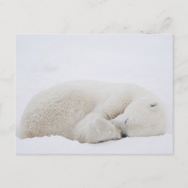 Carte Postale Amérique du Nord, Canada, Manitoba, Churchill. 3 (Devant)