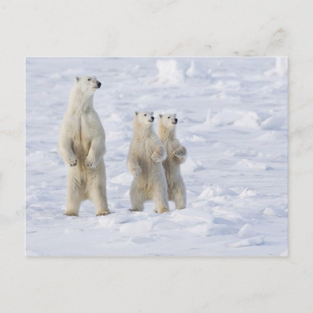 Carte Postale Amérique du Nord, Canada, Manitoba, Churchill. 5 (Devant)