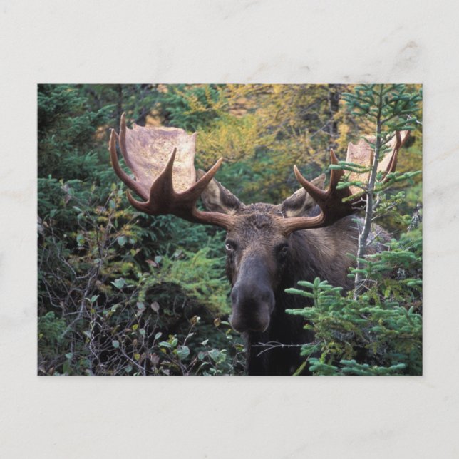 Carte Postale Amérique du Nord, Canada, Nouvelle-Écosse, Cap-Bre (Devant)