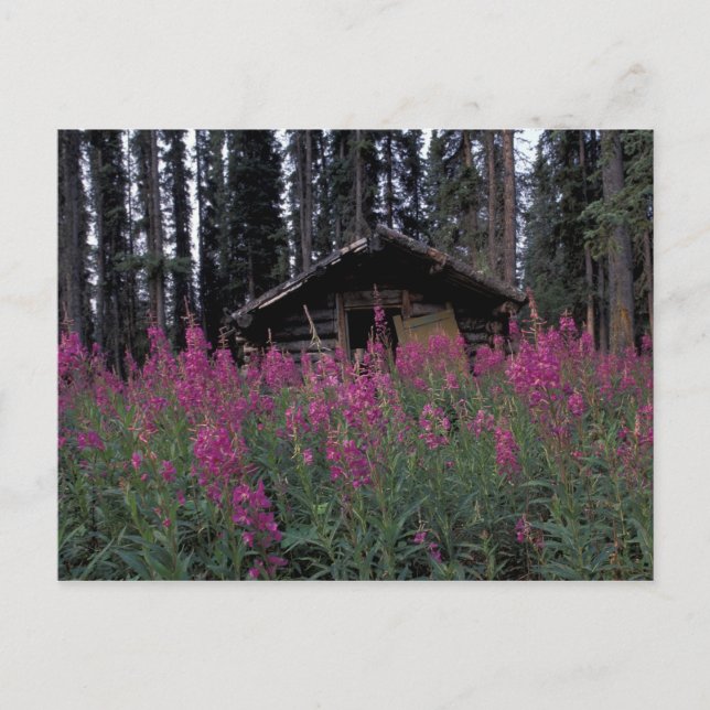 Carte Postale Amérique du Nord, Canada, Yukon. Capteurs abandonn (Devant)