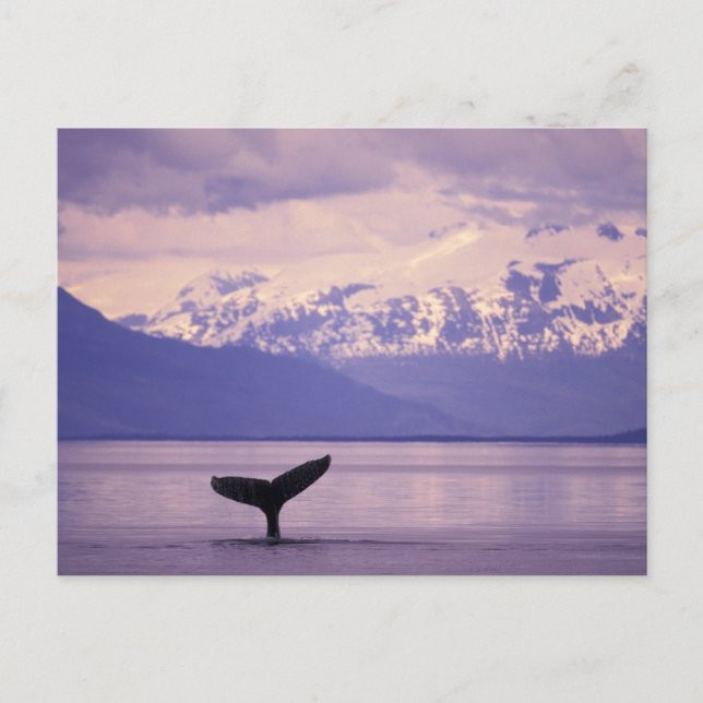 Carte Postale Amérique du Nord, États-Unis, Alaska, Passage inté (Devant)