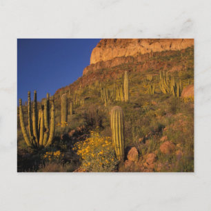 Carte Postale Amérique du Nord, États-Unis, Arizona, Organ Pipe