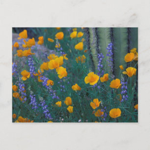 Carte Postale Amérique du Nord, États-Unis, Arizona, Organ Pipe 