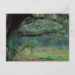 Carte Postale Amérique du Nord, États-Unis, Géorgie, Cumberland