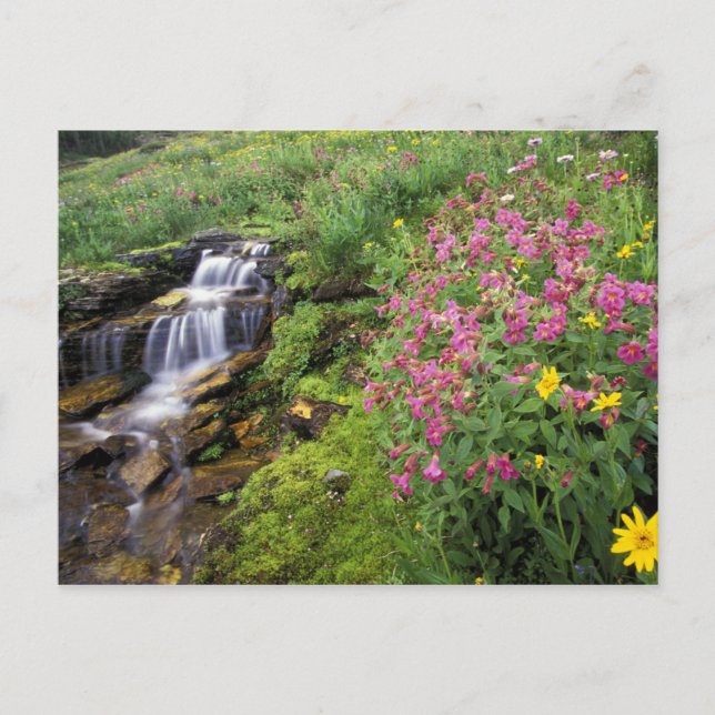 Carte Postale Amérique du Nord, États-Unis, Montana, Glacier Nat (Devant)