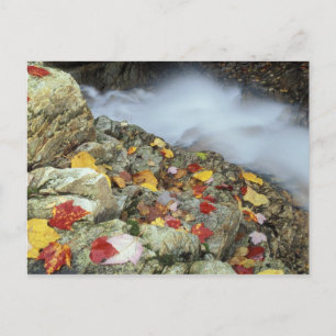 Carte Postale Amérique du Nord, États-Unis, NH, Fall en Nouvelle