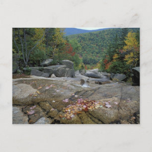 Carte Postale Amérique du Nord, États-Unis, NH, Feuillage d'auto
