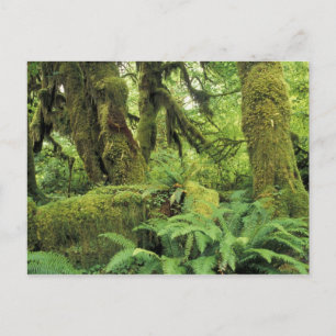 Carte Postale Amérique du Nord, États-Unis, Washington, Jeux oly