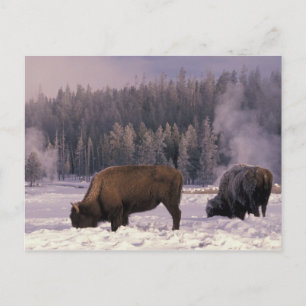 Carte Postale Amérique du Nord, États-Unis, Wyoming, Yellowstone