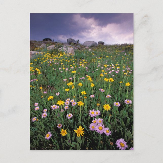 Carte Postale Amérique du Nord, États-Unis, Wyoming, Yellowstone (Devant)