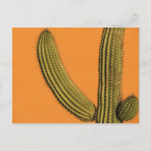 Carte Postale Amérique du Nord, Mexique, Basse Californie, Cabo